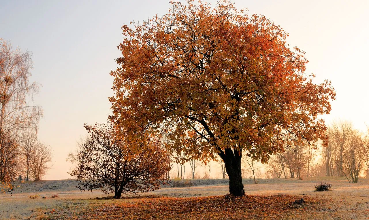 A imagem mostra a chegada do inverno 